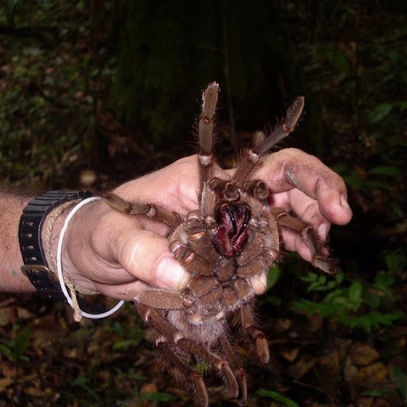Goliath Bird Eating Tarantula Project Noah
