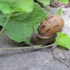 Common Snail