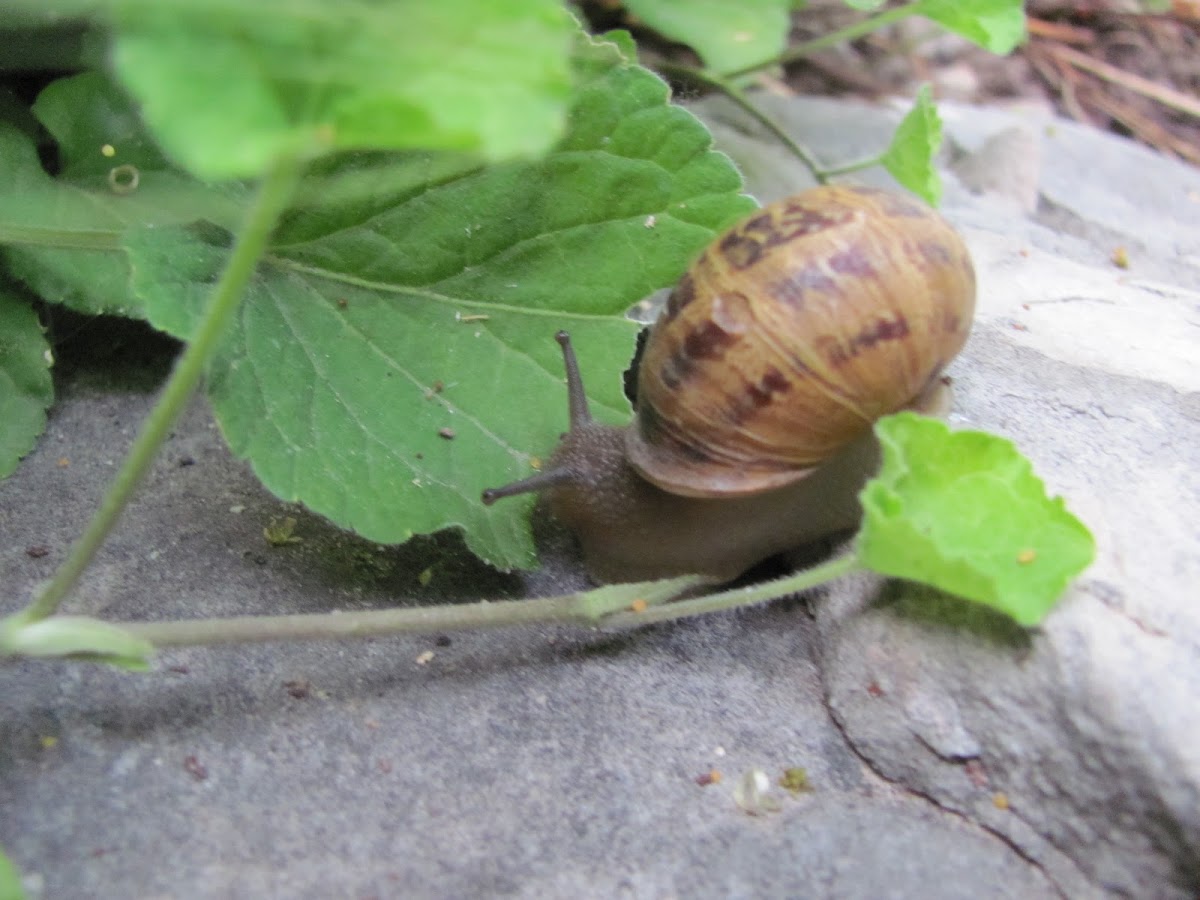 Common Snail