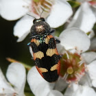 Jewel Beetle - 7