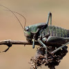 shield-backed katydid