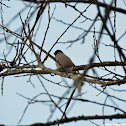 Eurasian Bullfinch