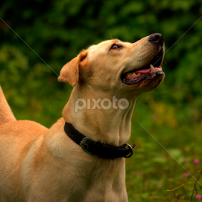 Luci.......looking up by Pulastyya Phukan - Animals - Dogs Playing
