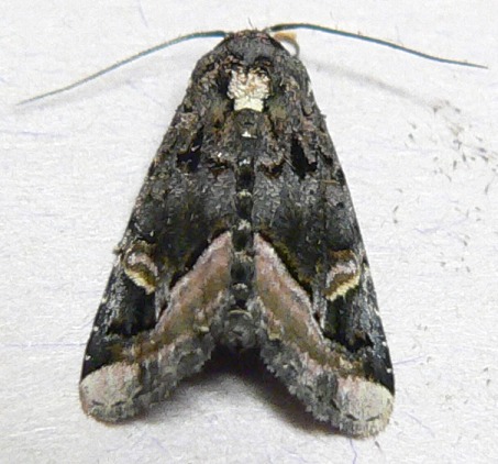 Black Wedge-spot Moth