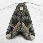 Black Wedge-spot Moth