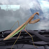 Chinese mantis (male)