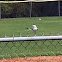 Scissor-tailed Flycatcher