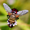 Bee-like Tachinid Fly