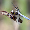 Common Whitetail Skimmer