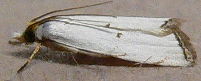 Milky Urola Moth