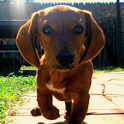 Dog Puzzle: Dachshund logo