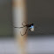 Quicksilver spider - (Argyrodes antipodianus)