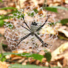 Orb-weaving Spider