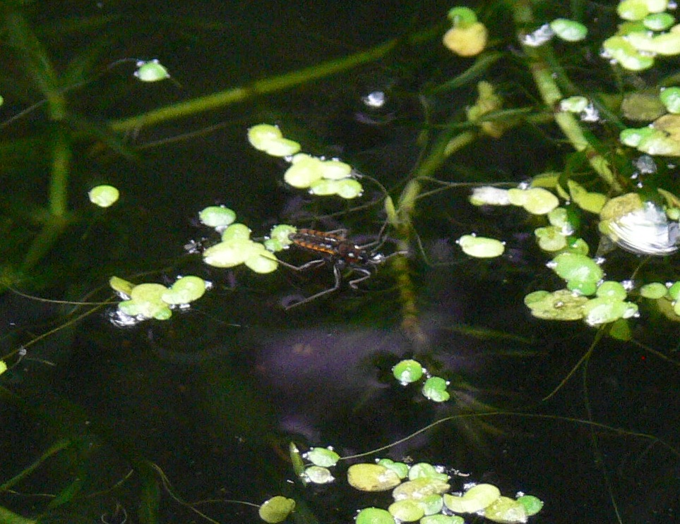 Water cricket