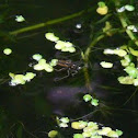 Water cricket