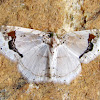 Geometridae, Larentiinae