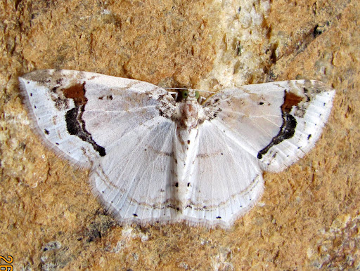 Geometridae, Larentiinae