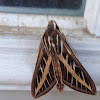 White lined sphinx