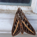 White lined sphinx