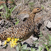 Rock Ptarmigan (male breeding plumage)