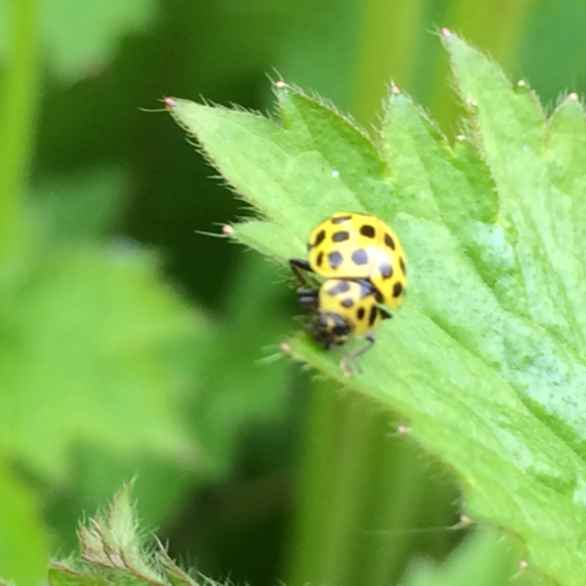 22-spot Ladybird