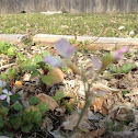 Radish bloom