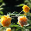 Ranonkelstruik (Kerria japonica)