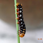 Lily Moth Caterpillar