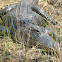 aligátor americano - american alligator