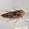 Tartessinae Leafhopper