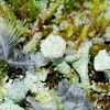 Feathers, ice and lichen