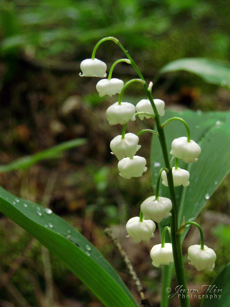 Lily of the Valley, Konwalia majowa