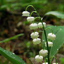 Lily of the Valley, Konwalia majowa