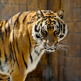 eye contact by Mindee Green - Animals Lions, Tigers & Big Cats