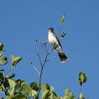 Eastern Kingbird