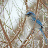 Western Scrub-Jay