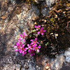 Purple mountain saxifrage 