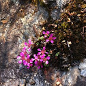 Purple mountain saxifrage 