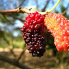 Mulberry,Amora(PT-BR)