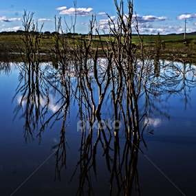 Reflections by Breno Teixeira - Landscapes Waterscapes
