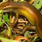 Many-lined Sun Skink / Common Sun Skink