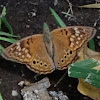 Tawny Emperor