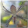 Banded Argiope Spider