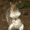 Grey Squirrel