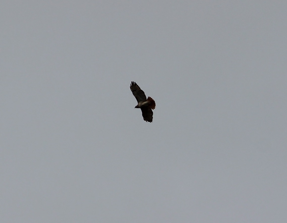 Red-tailed Hawk