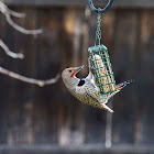 Northern Flicker (Red Shafted)