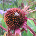 Garden snail on purple coneflower