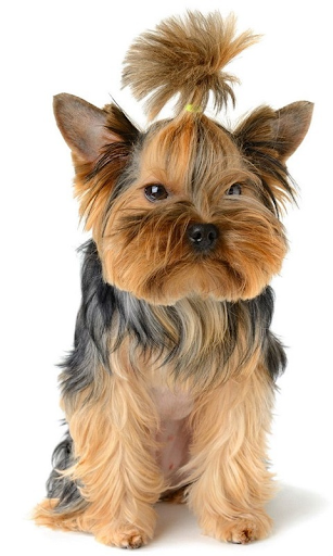 【免費個人化App】Yorkshire Terrier de-APP點子