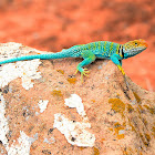 Eastern Collared Lizard