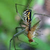 Filmy Dome Spider - female, eating fly